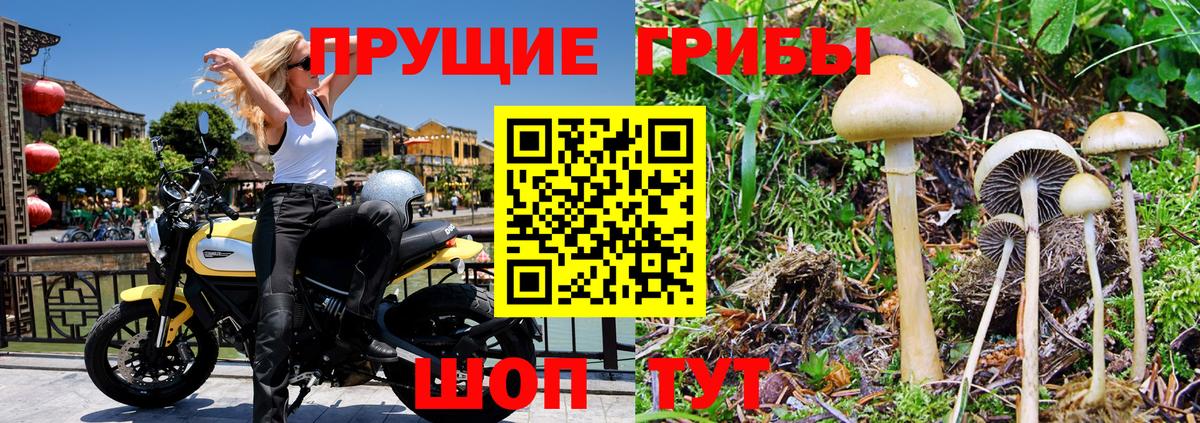 Псилоцибиновые грибы Psilocybe Мирный
